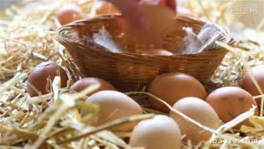 当地农民从鸡舍里收集鸡蛋，并把它们放在一个篮子里